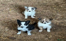 Border Collie dogs for sale: A beautiful mixed litter of border collies  - Image 4