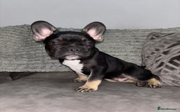 French Bulldog dogs for sale: 5 beautiful Frenchie’s 🐾  - Image 19