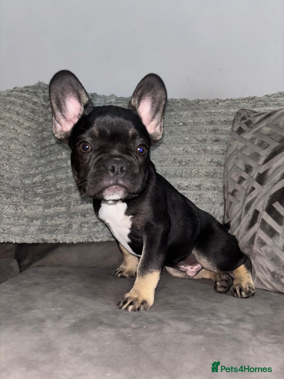French Bulldog dogs for sale: 5 beautiful Frenchie’s 🐾  - Image 19