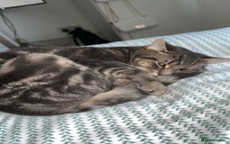 Mixed Breed cats for sale: KITTENS FOR SALE 400£ - Image 5