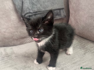 Mixed Breed cats - Advert 6