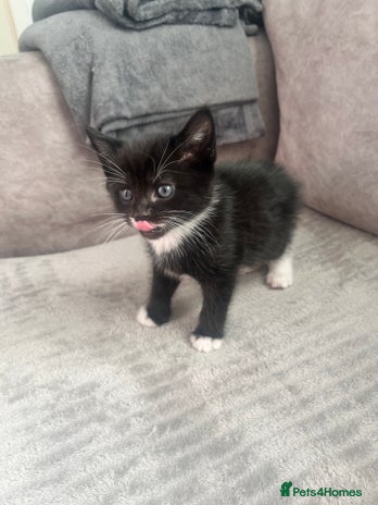 Mixed Breed cats - Advert 3