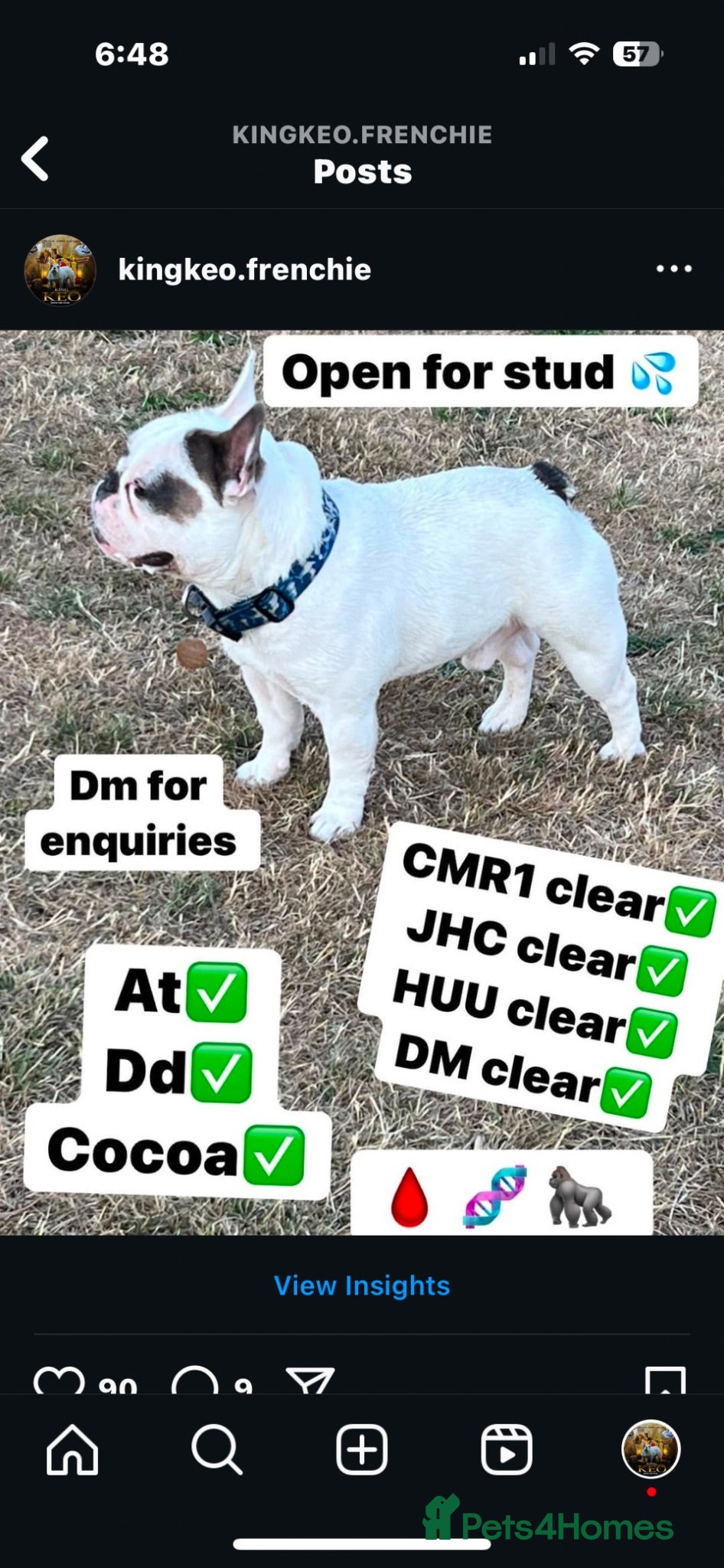 French Bulldog dogs PIED STUD🔥 - Advert 1