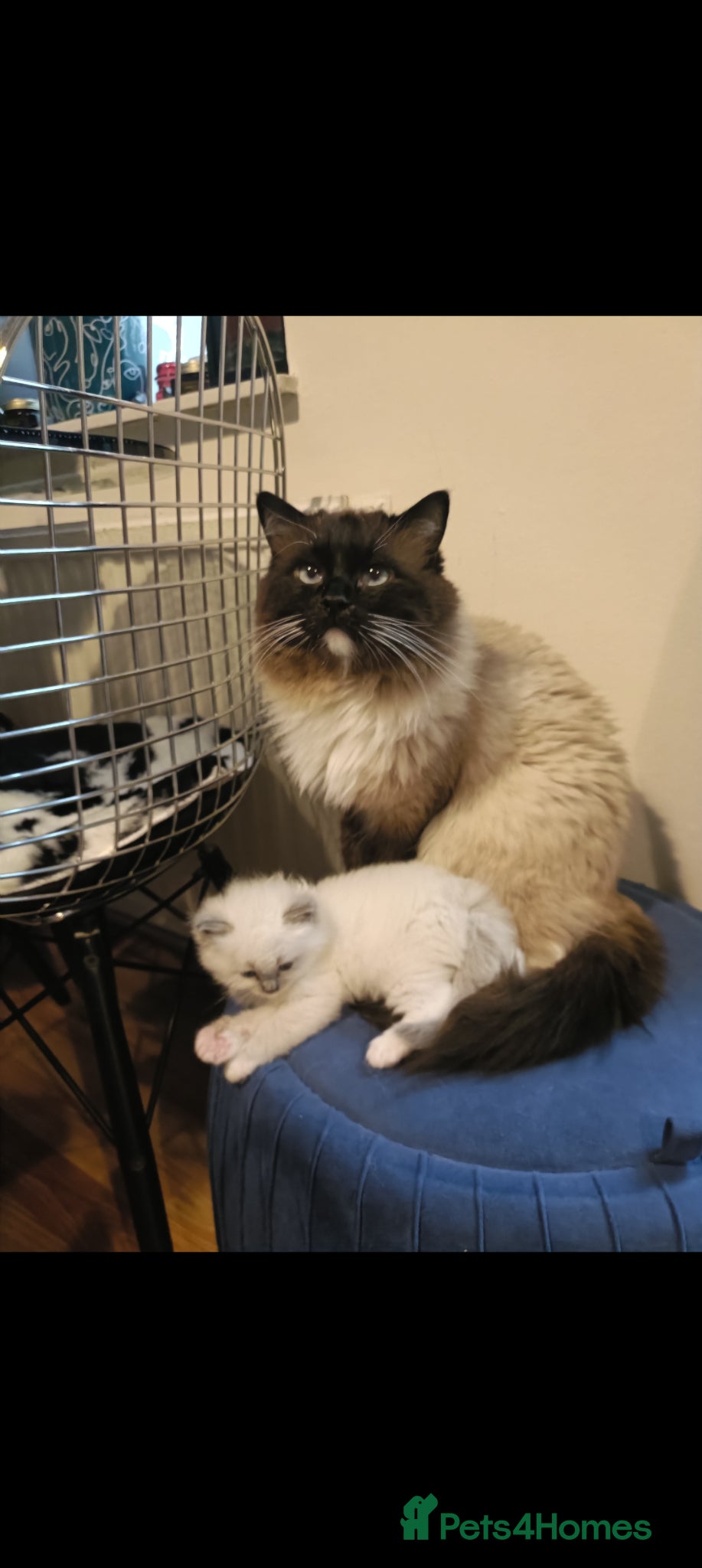 Ragdoll cats 🌸🌸 BEAUTIFUL RAGDOLL 🌸🌸ALL AVAILABLE 🌸🌸 - Advert 2