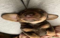 Dachshund dogs for sale: 3 male 2 female dashound puppies ready to go. - Image 20