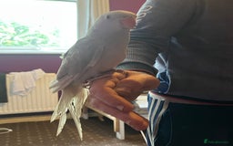 Ringnecks birds for sale: Hand tame clear tail ring neck - Image 3