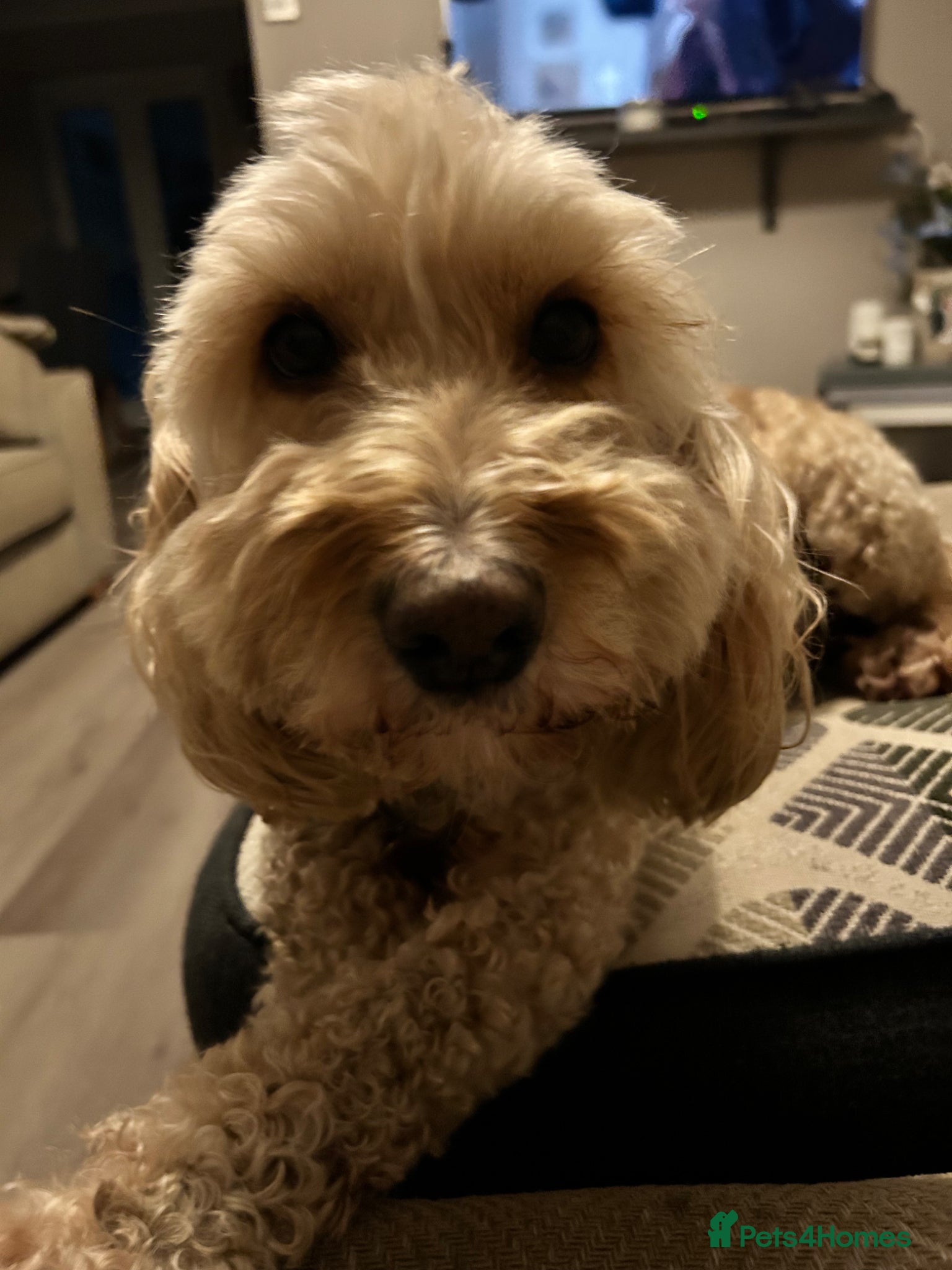 Cockapoo dogs 8year old cockapoo looking for loving home  - Advert 3
