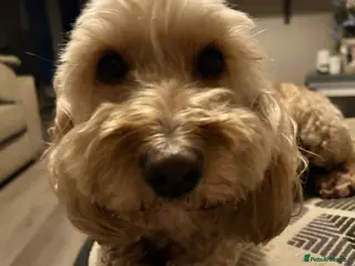 Cockapoo dogs 8year old cockapoo looking for loving home - Advert 3