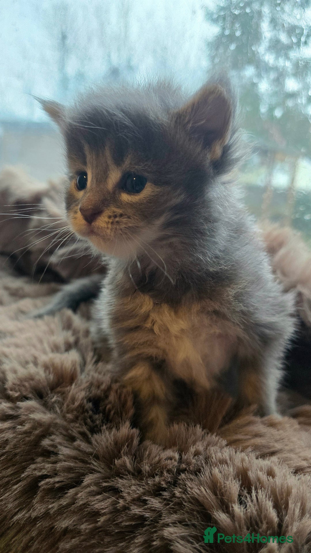 Maine Coon cats for sale: Stunning Mainecoons - Advert 14