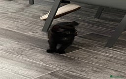 Mixed Breed cats for sale: Kitten  - Image 5