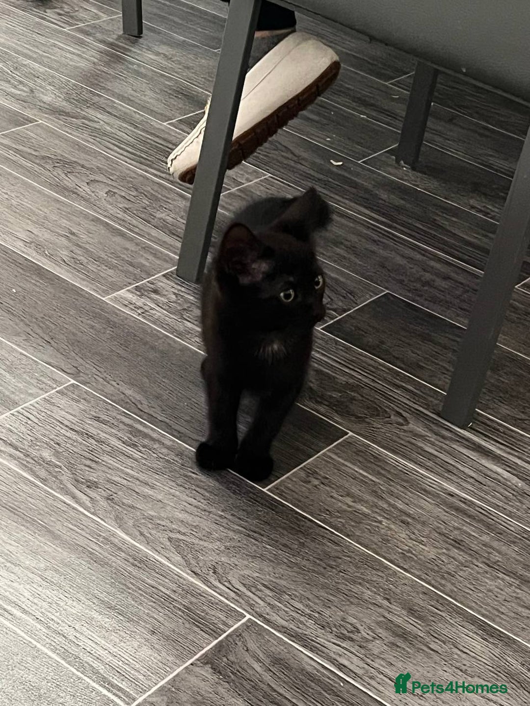 Mixed Breed cats for sale: Kitten  - Image 5