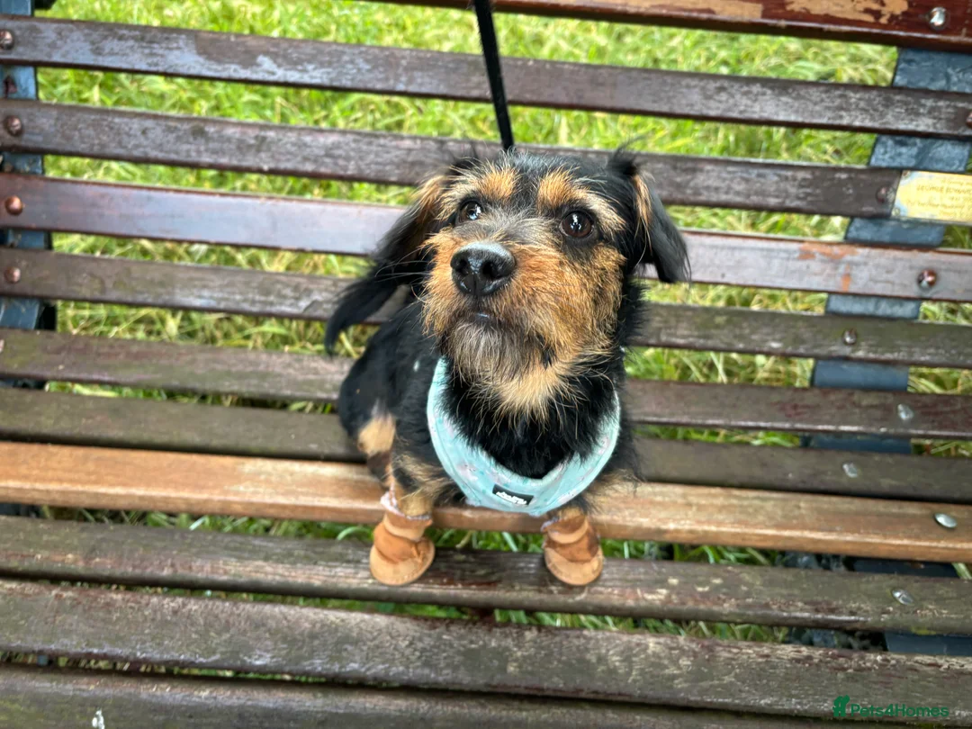 Jackapoo dogs for sale: Gorgeous Jackapoo - Advert 2