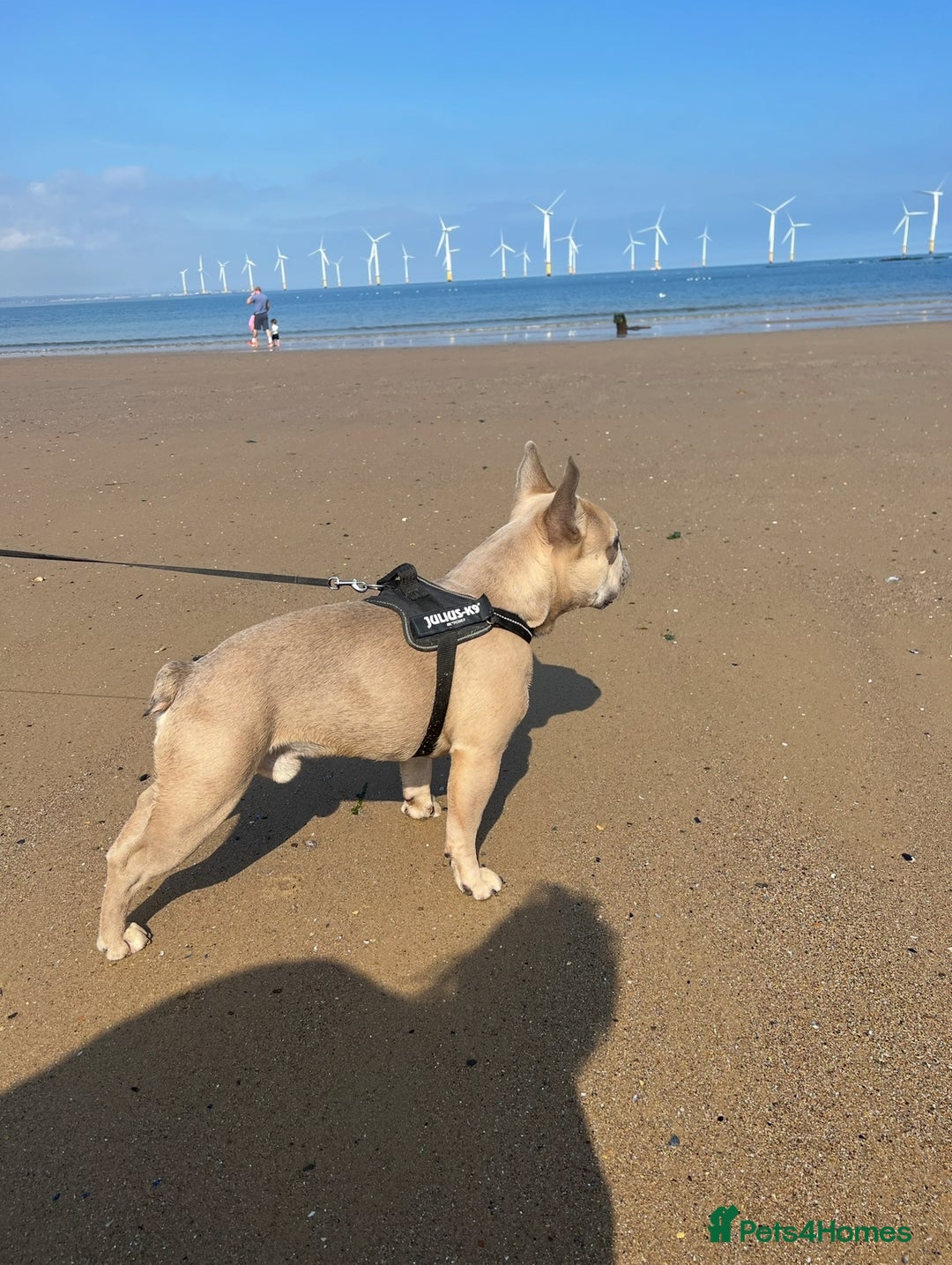 French Bulldog dogs for sale: Male french bulldog 3 years old - Advert 2