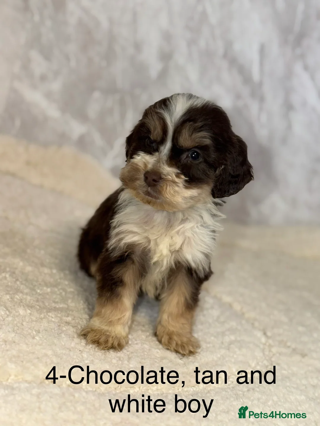 Cockapoo dogs for sale: Stunning F1 Cockapoos - Advert 14