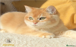 British Shorthair cats for sale: World Class Golden BSH/BLH Chinchilla, Shaded & CP - Image 2