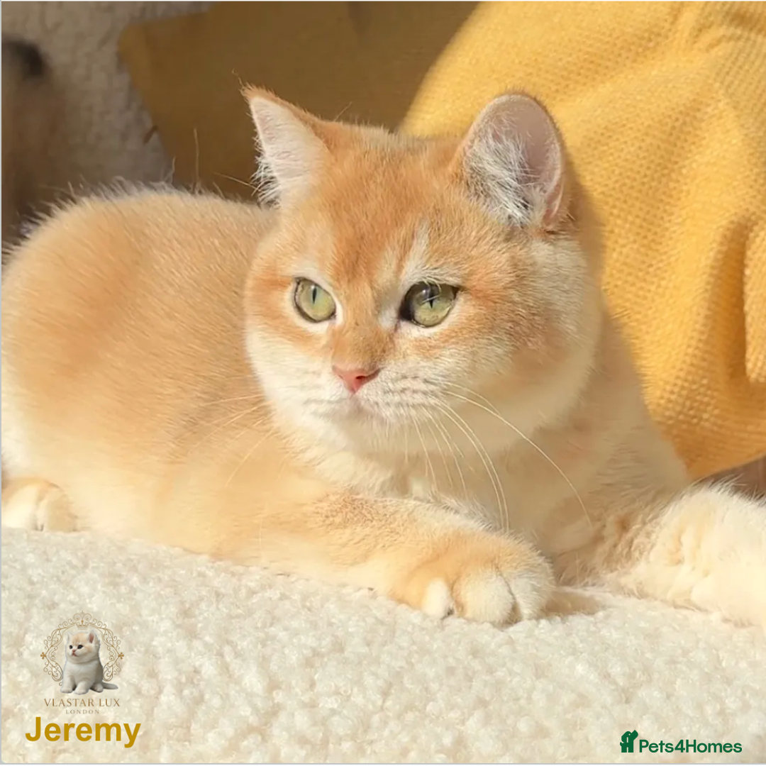 British Shorthair cats for sale: World Class Golden BSH/BLH Chinchilla, Shaded & CP - Image 2