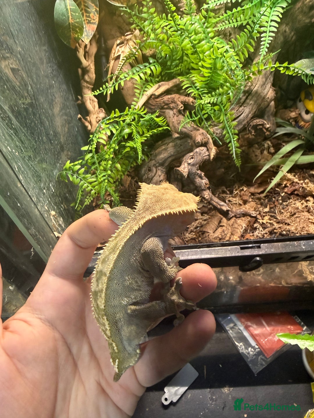 Gecko reptiles for sale: Crested geckos with full setups - Advert 4