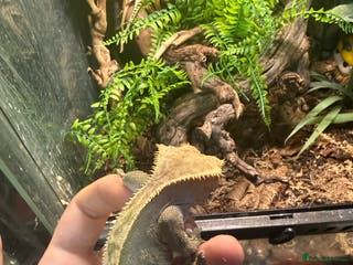 Gecko reptiles Crested gecko with full setup - Advert 10