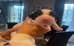 Sprocker dogs for sale: Norwich  - Image 18