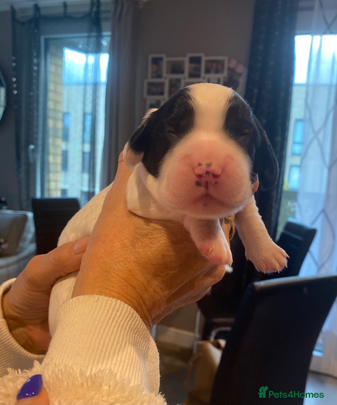 Sprocker dogs for sale: Norwich  - Image 18