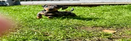 Miniature Dachshund dogs for sale: Adorable Miniature Dachshund Puppies! - Advert 8