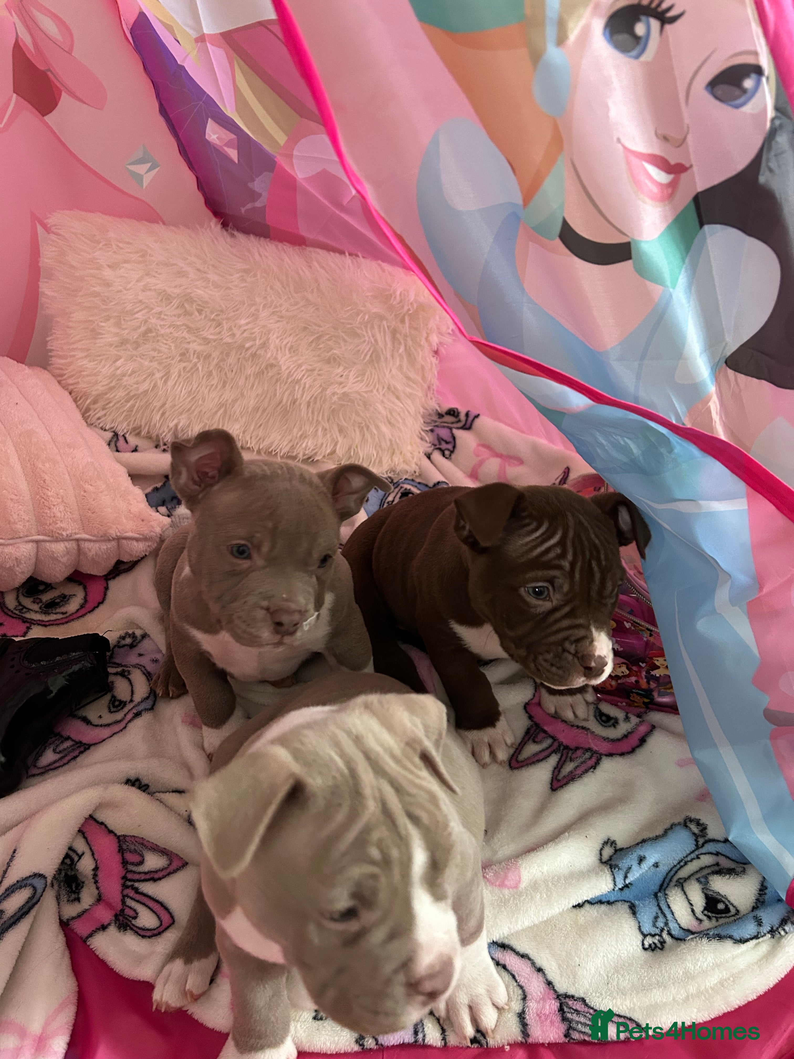 American Bully dogs American pocket bullys - Advert 14