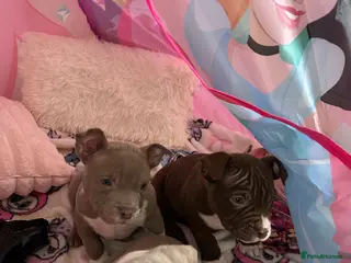 American Bully dogs American pocket bullys - Advert 14