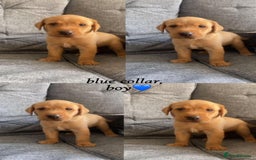Labrador Retriever dogs for sale: Labrador Retriever Fox Red KC Registered  - Image 1