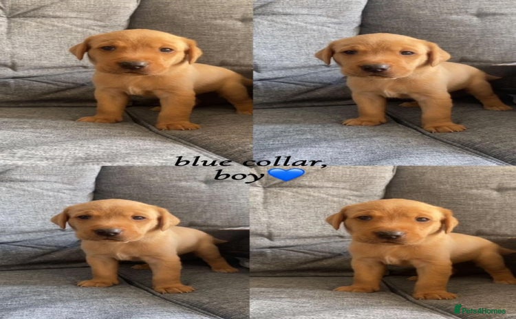 Labrador Retriever dogs - Advert 4