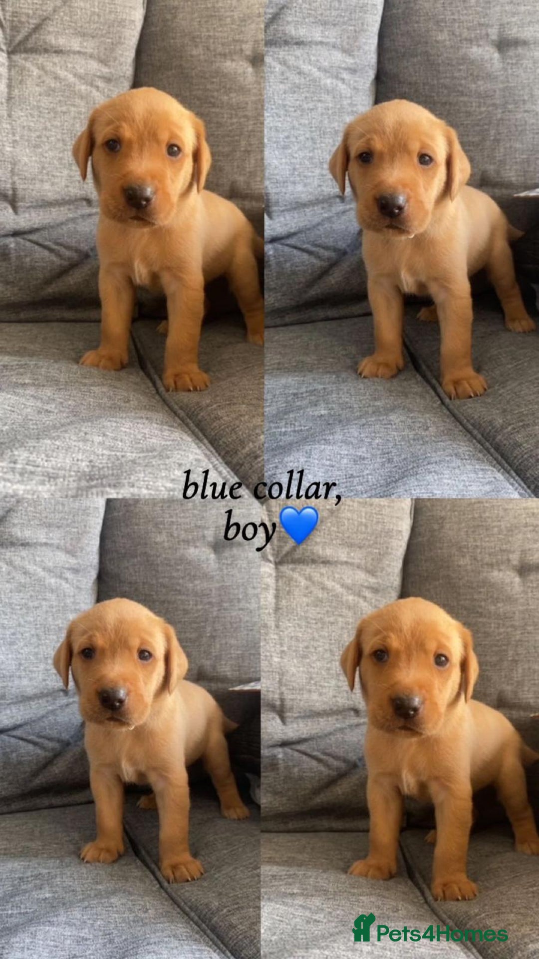 Labrador Retriever dogs for sale: Labrador Retriever Fox Red KC Registered  - Image 1