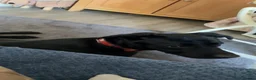 Labrador Retriever dogs for sale: Dobby - Advert 2