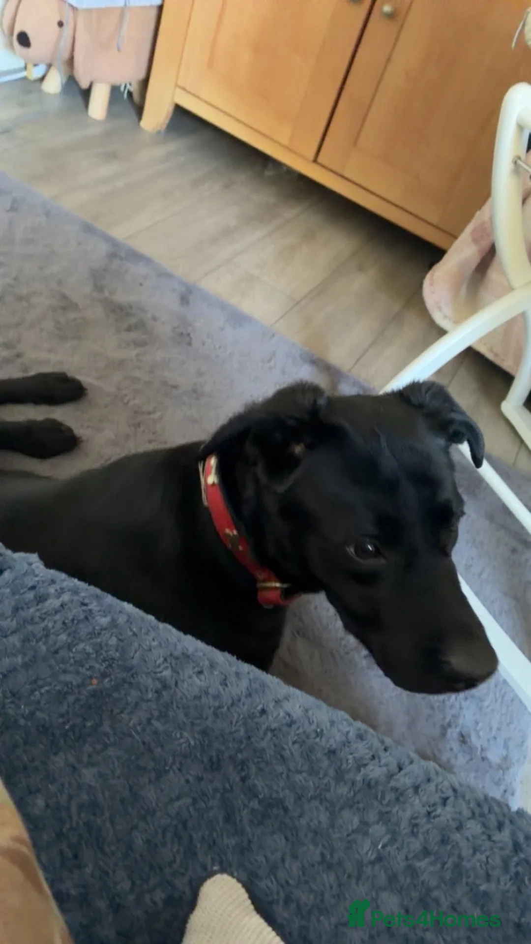 Labrador Retriever dogs for sale: Dobby - Advert 2