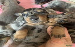 Dachshund dogs for sale: Dashounds  - Image 1