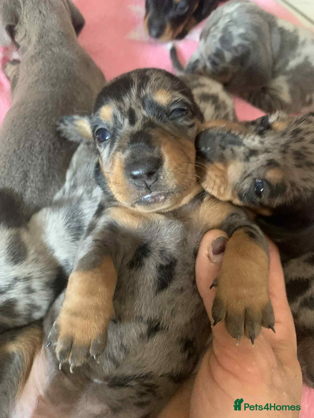 Dachshund dogs for sale: Dashounds  - Image 1