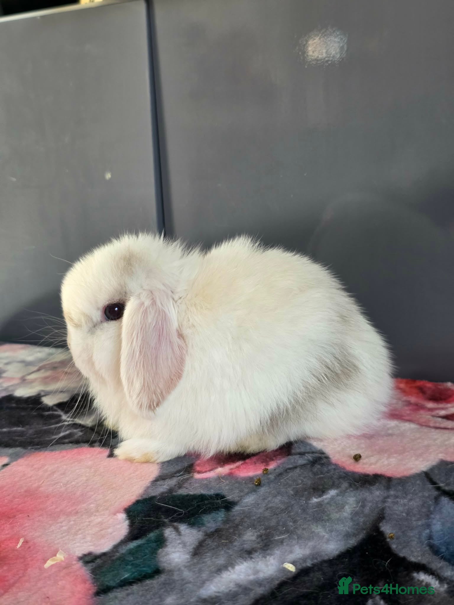 Mini Lop rabbits Full pure breed minilops - Advert 2