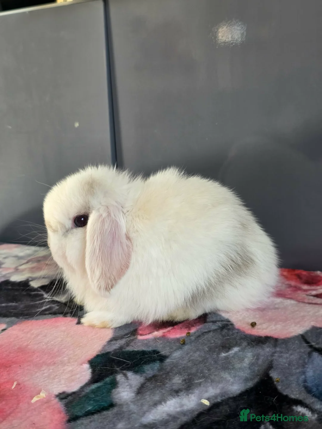 Mini Lop rabbits for sale: Full pure breed minilops - Advert 1