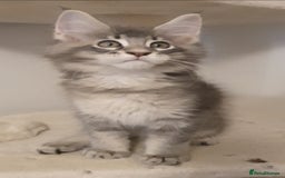 Maine Coon cats for sale: pure maine coon kittens - Image 8