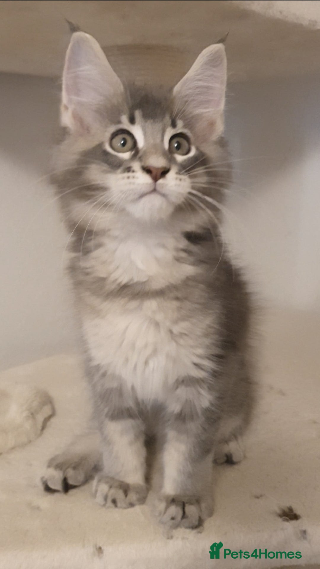 Maine Coon cats for sale: pure maine coon kittens - Image 8