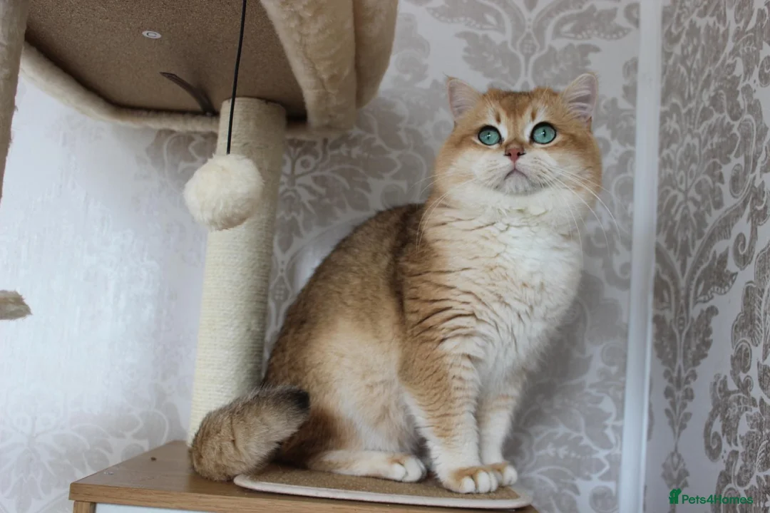 British Shorthair cats for stud: Golden British Shorthair Stud NY12 TICA Proven in London - Advert 2