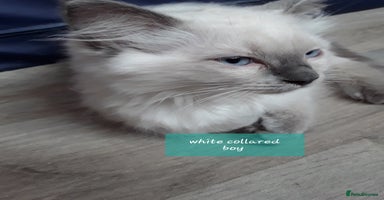 Ragdoll cats - Advert 13