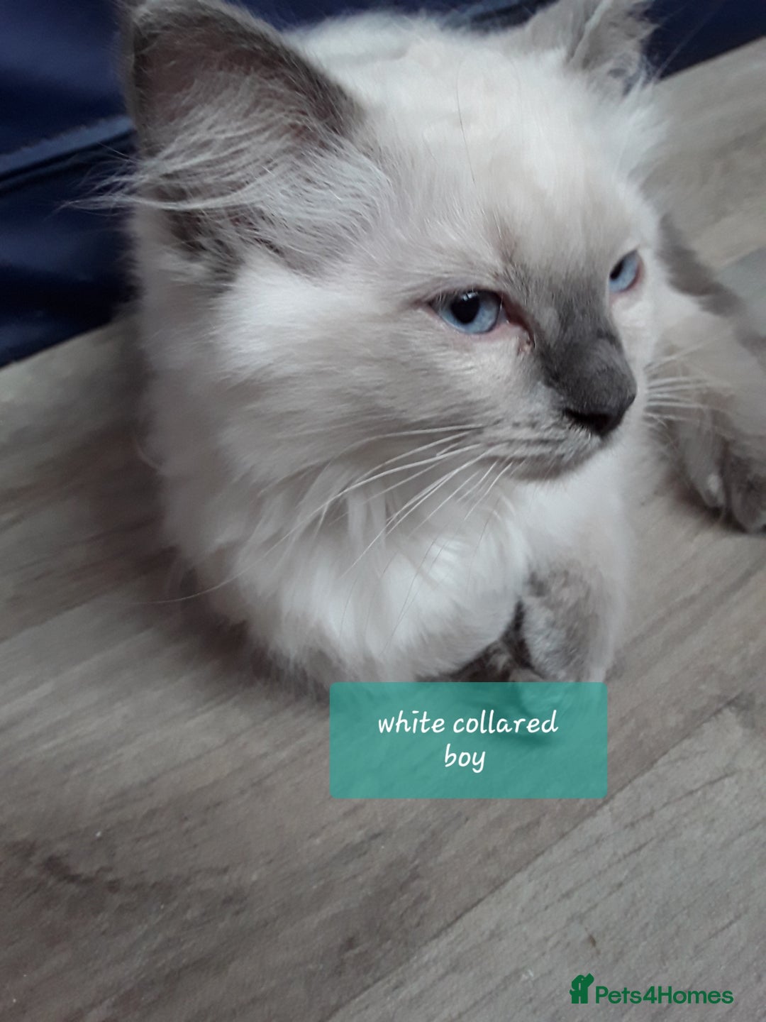 Ragdoll cats for sale: Gorgeous ,confident ragdolls stunning  - Image 2