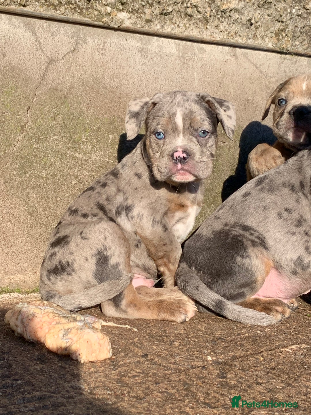 Olde English Bulldogge dogs for sale: Olde English bulldogges generational  - Advert 16