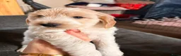 Mixed Breed dogs for sale: Lovely puppies needing a forever home. in Clitheroe - Advert 8