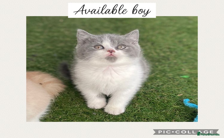 British Shorthair cats - Advert 2