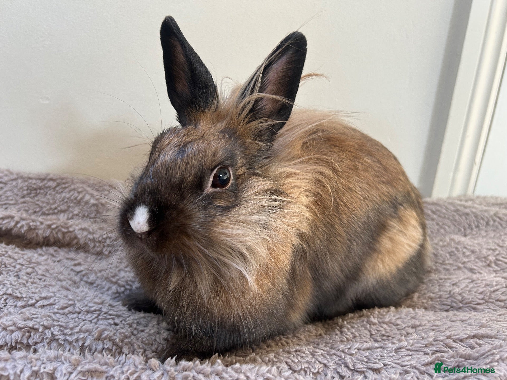 Lionhead rabbits Lion head 8 months old  - Advert 5