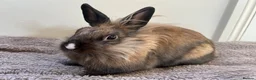 Lionhead rabbits for sale: Lion head 8 months old  - Advert 1