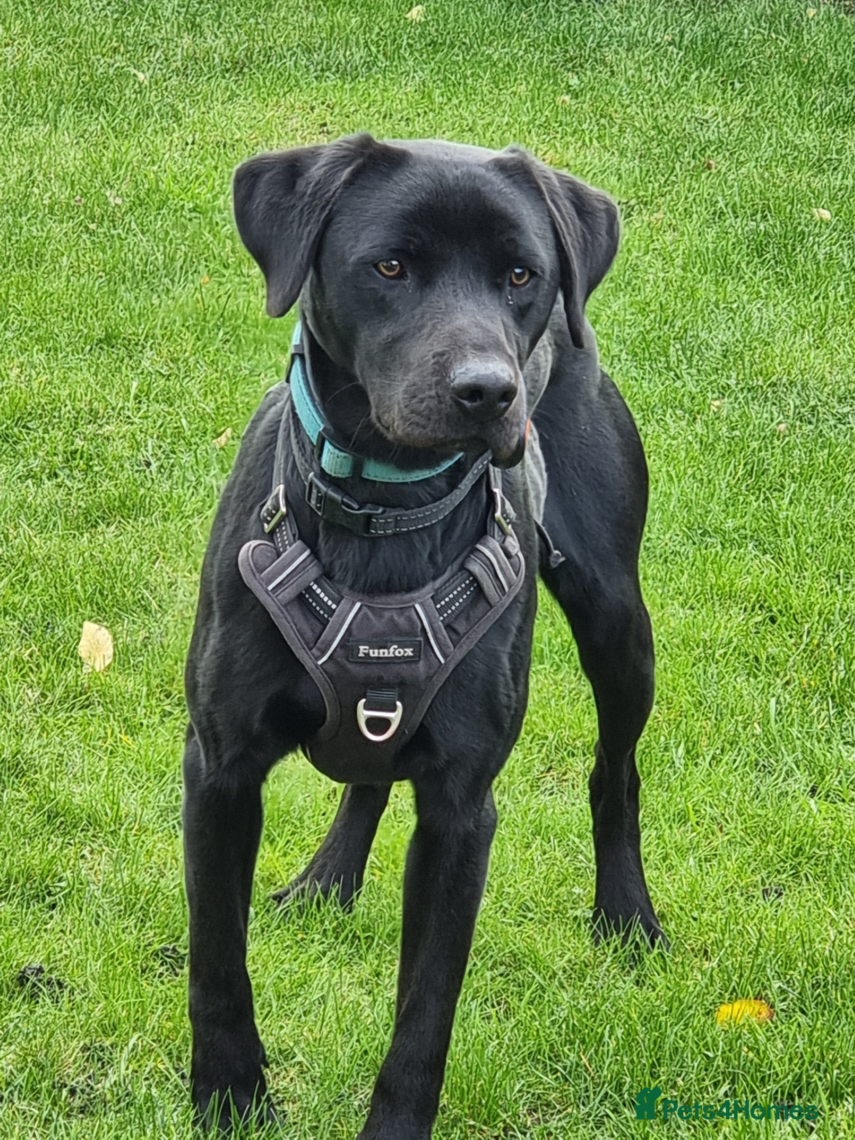 Labrador Retriever dogs 1 year old male Labrador Retriver - Advert 5