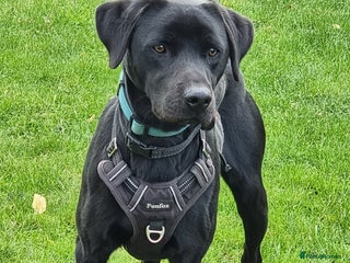 Labrador Retriever dogs 1 year old male Labrador Retriver - Advert 1