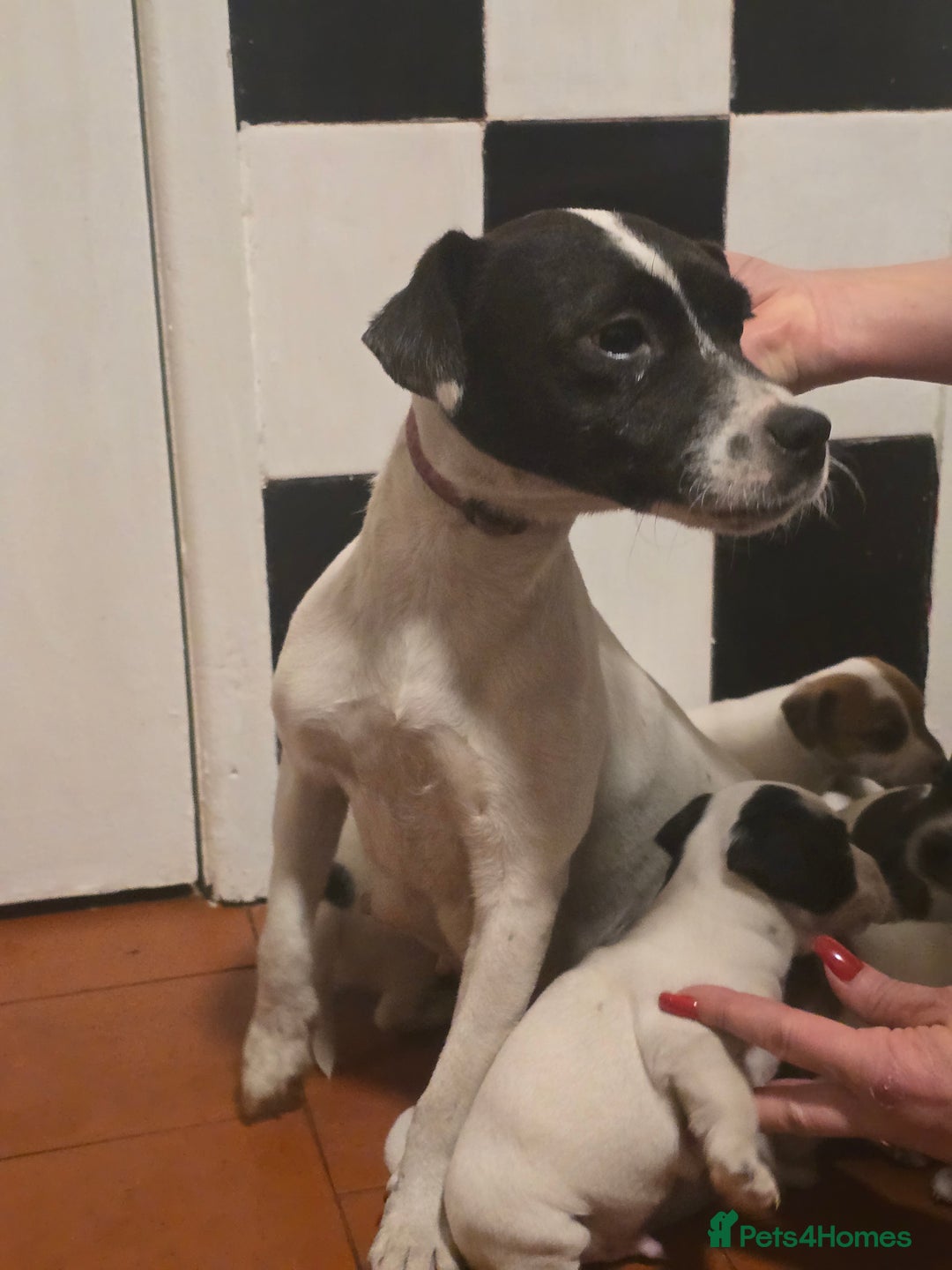 Jack Russell dogs for sale: Parson jack Russell  - Advert 1