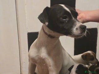 Jack Russell dogs Parson jack Russell - Advert 1